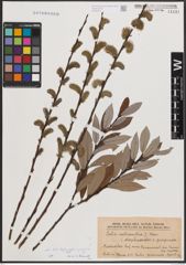 Foto von Salix daphnoides Vill. x Salix purpurea L.